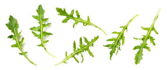 set / collection of fresh green arugula leaves in various positions isolated over a transparent...