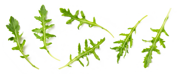 set / collection of fresh green arugula leaves in various positions isolated over a transparent background, cut-out healthy salad, Mediterranean herbs, diet, cooking or garden design elements, PNG