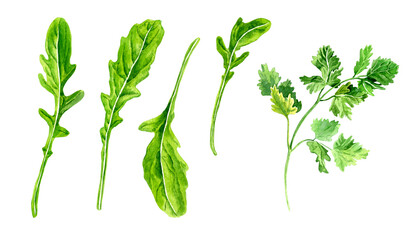 Hand drawn watercolor set of fresh Arugula salad, sprig of parsley vegetables. Illustration isolated.