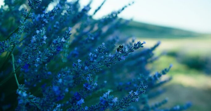 Close-up of bee pollinating lavender flowers blooming in farm on wind