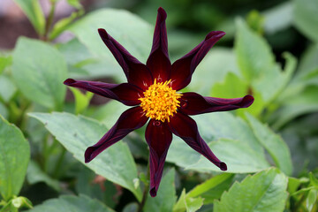 Dahlia Verrone's Obsidian summer flower showing almost black petals. Could be used as a plant label.