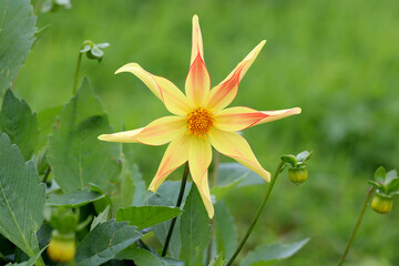 Dahlia Izarra. A star, ornamental dahlia with yellow petals blushed with red and orange.