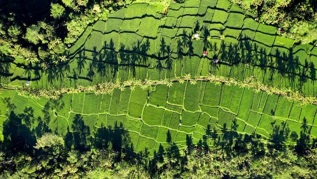Drone flight above authentic Banjar rice terraces near Ubud village at Bali island, Indonesia.
Aerial footage with a row of palm trees with long shadows in the morning