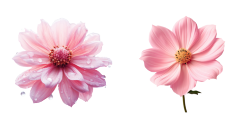 Pink bloom against transparent background