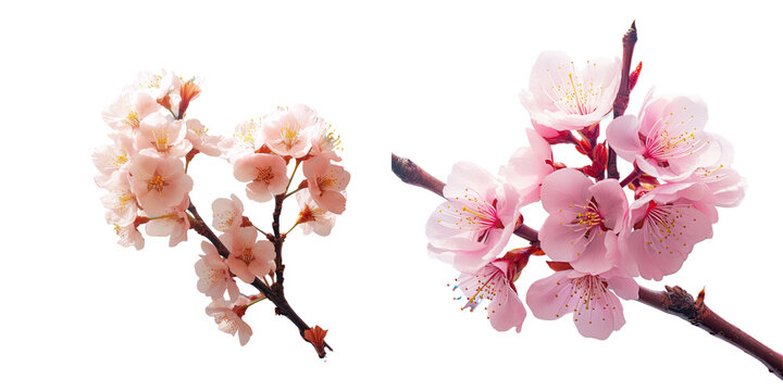 Blooming almond trees in spring transparent background