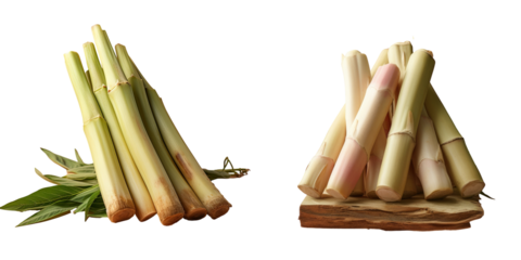 Fresh bamboo sprouts transparent background