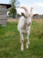 Standing horned pet goat on the farm or ranch. Domestic cloven-hoofed animal