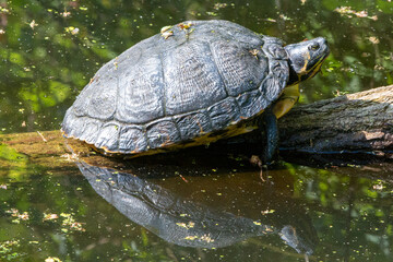 Yellow-bellied slider (Gelbbauch-Schmuckschildkröte, Trachemys scripta scripta)
