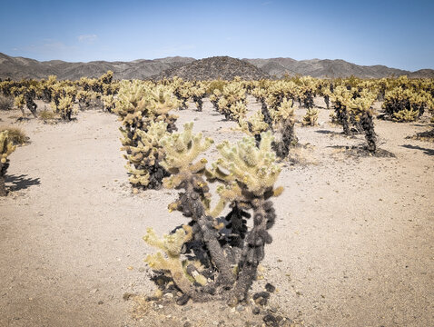 Chollo Cactus (cacti) in Joshua Tree National Park