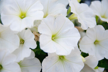 white cherry blossom