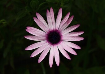 pink flower