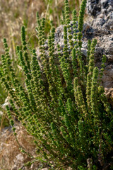 Beautiful grass growing near stones. Wild grass in the light of the sun near a large stone.