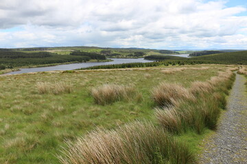 landscape with grass and sky