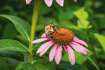 Bee on a Flower