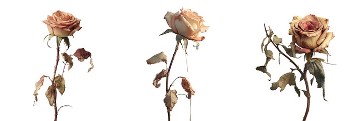 Withered rose on transparent background