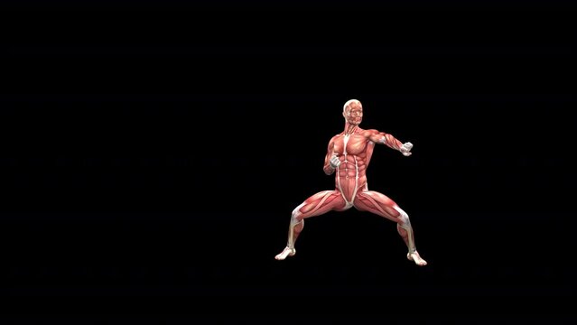 Male Fighter - Muscles Map - Martial Arts Combo - I - Alpha Channel - 3D animation loop isolated on transparent background