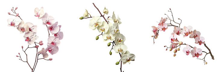 Tropical orchid branch on a transparent background - obrazy, fototapety, plakaty
