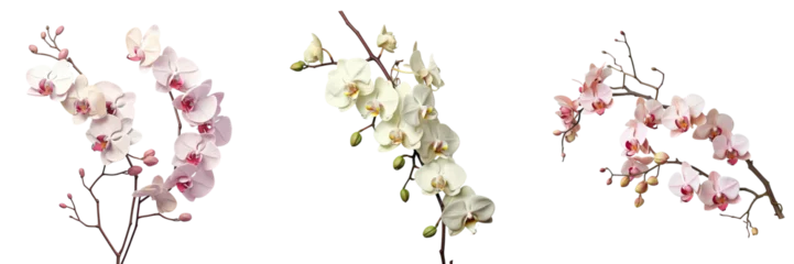 Rolgordijnen Tropical orchid branch on a transparent background © 2rogan