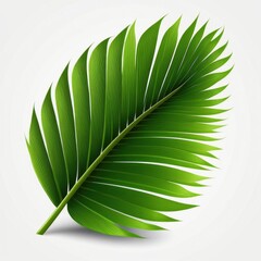 Vector Illustration of a Coconut Leaf in Detailed Design