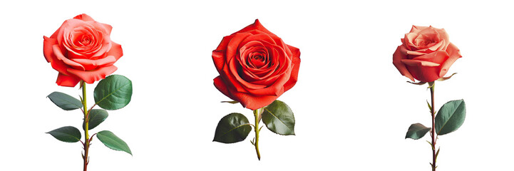 Red flower against transparent background