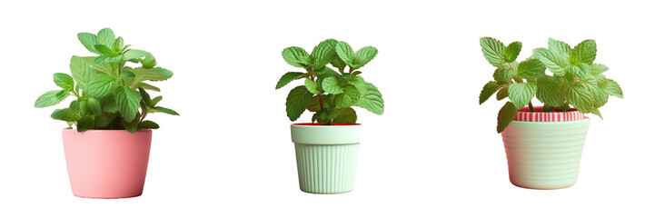 Plant in a pot with peppermint transparent background