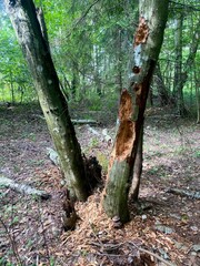 woodpecker beak marks on a tree
