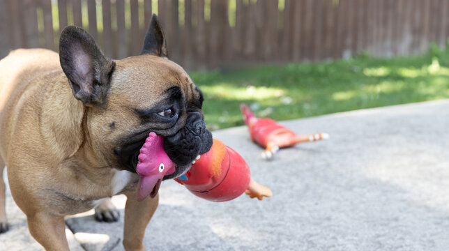 Pet Dog Frenchie Fun: Adorable French Bulldog and Squeaky Latex Red Chicken Toy.