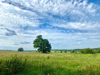 Fototapeta na wymiar beautiful summer landscape. a huge oak grows in the middle of the field, clouds in the sky