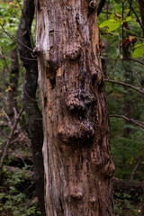 trunk of a tree rotting