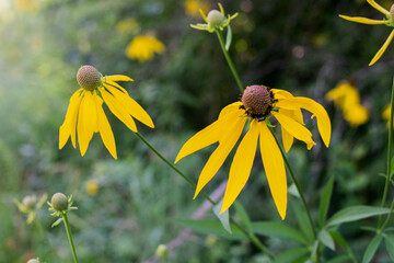 flowers in the garden