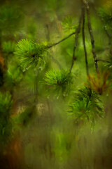 wet pine branch after the rain