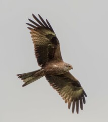 red tailed hawk