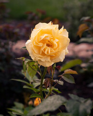 yellow rose in garden