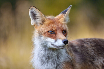 Red Fox on blurred background in natural habitat (Vulpes vulpes).