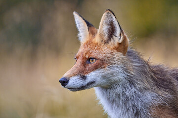 Red Fox on blurred background in natural habitat (Vulpes vulpes).