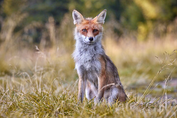 Red Fox on blurred background in natural habitat (Vulpes vulpes).