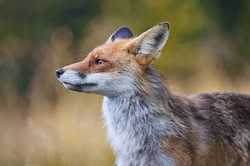 Red Fox on blurred background in natural habitat (Vulpes vulpes).