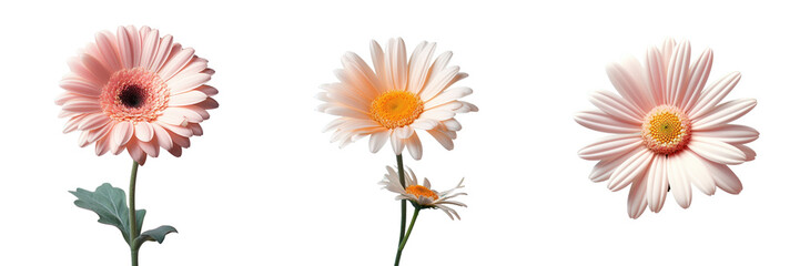 Gerbera flower on a transparent background
