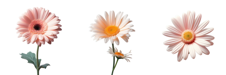 Gerbera flower on a transparent background