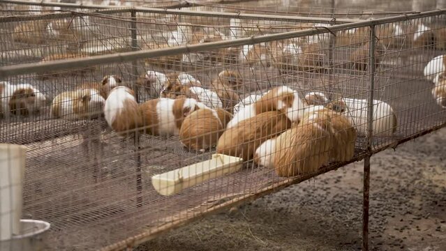 guinea pig