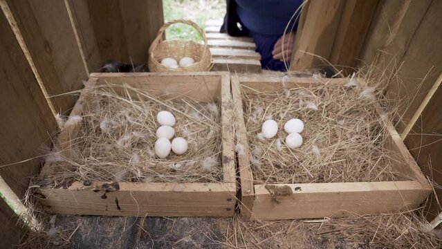 collecting eggs in a basket