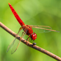 dragonfly on a branch