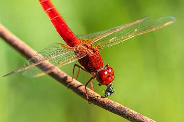 dragonfly on a branch