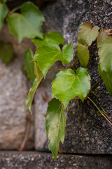 leaf on the stone