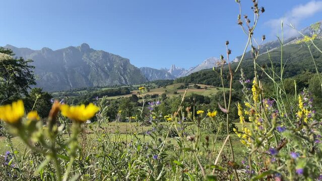 View on the valley in Picos de Europa with wildflowers on the foreground
