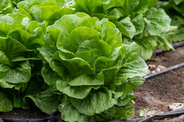Farm field with rows of young fresh green romaine lettuce plants growing outside under italian sun, agriculture in Italy.