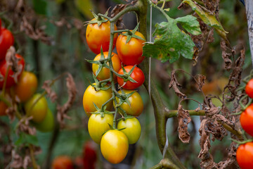 Growing of red salad or sauce tomatoes on greenhouse plantations in Fondi, Lazio, agriculture in Italy