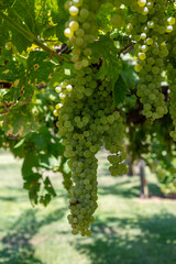 Vineyard with growing white wine grapes in Lazio, Italy, chardonnay and malvasia grapes