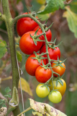 Growing of red salad or sauce tomatoes on greenhouse plantations in Fondi, Lazio, agriculture in Italy