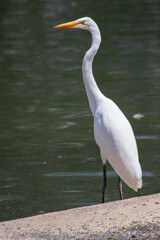 Great Egret Standing by the Lake